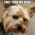 Vegan yorkie | THEY TOOK MY BONE | image tagged in vegan yorkie | made w/ Imgflip meme maker