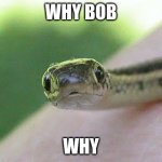 My name iz snek | WHY BOB; WHY | image tagged in my name iz snek | made w/ Imgflip meme maker