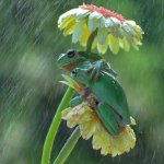 Love frogs in rain with flower umbrella