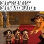 Nobody: | MY CAT: "ESCAPES."
MY CAT A WEEK LATER: | image tagged in my cat | made w/ Imgflip meme maker