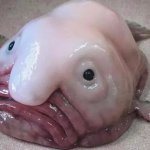 Blobfish meme