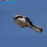 realistic bro im out of here bird meme