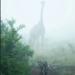 Menacing giraffe