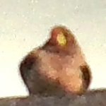 fat bird