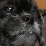 Thonk pup meme
