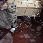 Shocked cat and broken lamp