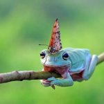 Frog wearing a butterfly on head