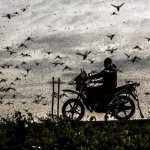 Motorcyclist in swarm of bugs