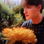 Dandelions