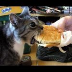 Burger Cat meme