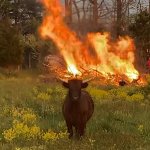 Fire Cow meme