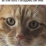 cat stare | Me after pooping, staring at the turd i dropped be like: | image tagged in cat stare | made w/ Imgflip meme maker