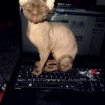 Cat on keyboard