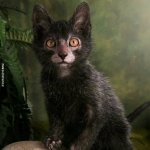 Werewolf cat Lycoi 3
