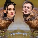 Elon Muskrat Love