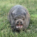 Angry Potbellied Pig