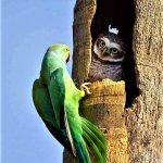 Owl & Parrot