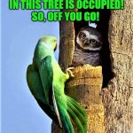 owl & parrot | EXCUSE ME SIR, BUT THE HOLE 
IN THIS TREE IS OCCUPIED!
SO, OFF YOU GO! | image tagged in funny animal meme,owl,parrot,hole,tree,occupied | made w/ Imgflip meme maker