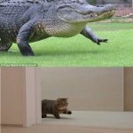 Crocodile and cat walking