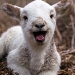 Bad Name Lamb | FACE DIAPER WEARING HUMANS ARE GIVING US
A BAD NAME... COME ON MAN... | image tagged in deep breath sheep,face,freedom,bad name,diaper | made w/ Imgflip meme maker