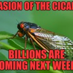 Cicada DGAF | INVASION OF THE CICADAS; BILLIONS ARE COMING NEXT WEEK | image tagged in cicada dgaf | made w/ Imgflip meme maker