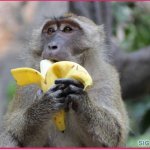 MONKE BANANA