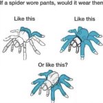 Spider questions