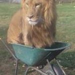 Lion in a Barrow