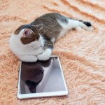 Lazy Cat iPad