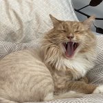 Cat yelling meme