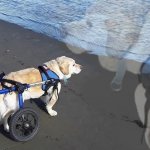 What the fuck is oatmeal