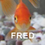 FRED | image tagged in fred | made w/ Imgflip meme maker