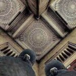 Pigeons looking down on camera