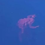 Fading frog GIF Template