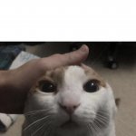 me petting my cat meme
