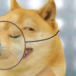 Doge Fake Crying