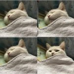 Cat sleeping uder blanket blank