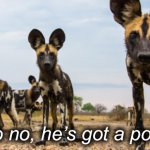 African wild dogs no no he’s got a point