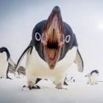 You have angered pingu