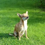 Chihuahua in yard eyes closed