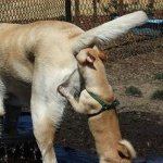 Dog sniffing other dog's butt