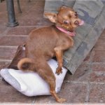 Chihuahua humping man's leg