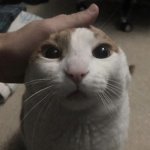 me petting my cat meme