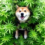 weed doge