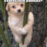 Panda Dog | Did you know dogs evolve into pandas? | image tagged in cute doge | made w/ Imgflip meme maker