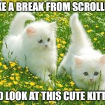 Take a break from scrolling :) | TAKE A BREAK FROM SCROLLING; AND LOOK AT THIS CUTE KITTIES | image tagged in cute kitties | made w/ Imgflip meme maker