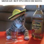 Happy Cinco De Mayo | WHEN YOUR  SPANISH NOT MEXICAN  BUT IT'S CINCO DE MAYO: | image tagged in mexican cat | made w/ Imgflip meme maker