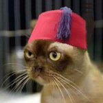 Fez Cat