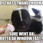 Baby skunk | BOY THAT STWANGE HOOMAN; SURE WENT BK OUTTA DA WINDOW FAST? | image tagged in baby skunk | made w/ Imgflip meme maker
