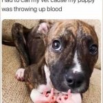 Dog throwing up blood meme